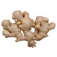 Good quality unspoiled plump clean yellow color chinese fresh ginger